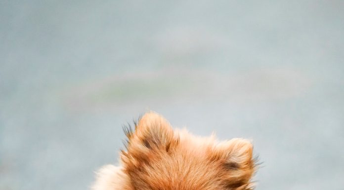 Kediler İçin Özel Ürünler: Reflex Aktif Karbonlu Kedi Kumu, N & D Tahılsız Kitten Tavuklu Narlı Kedi Maması ve N & D Tavuklu ve Narlı Düşük Tahıllı Kısırlaştırılmış Kedi Maması mamafabrikasi 4