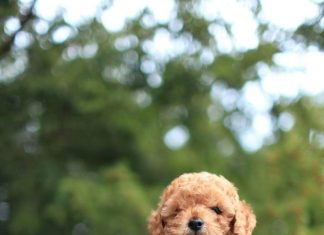 Minyatür Poodle: Zarif ve Zeki Ev Arkadaşları ddhpoodletoyizmir.com2