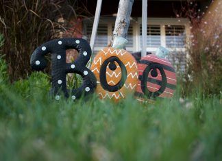 Pomeranian: Minik Boyut, Büyük Kişilik evciilplatform3